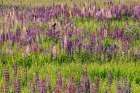 USA, Vermont, Stowe. Field of lupines blooming in spring, red-wing blackbird perched on a lupine Art Print